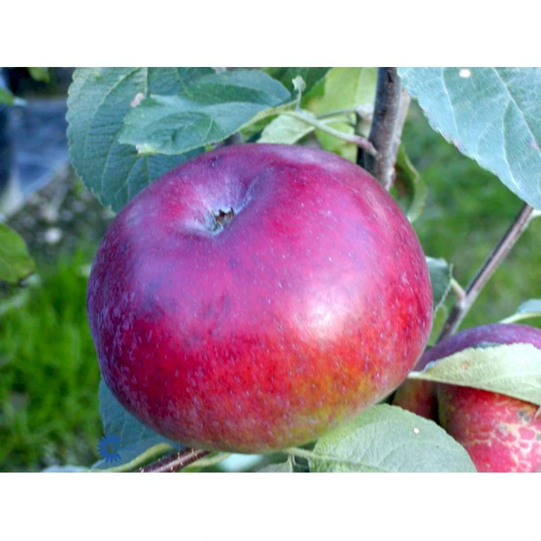 Æble 'Lobo' Malus X 'Lobo' 4-8 Grene, 150-200 Cm. 10 Liter Potte (A-2) 2 Æble 'Lobo' Malus X 'Lobo' 4-8 Grene, 150-200 Cm. 10 Liter Potte (A-2) - Billede 2