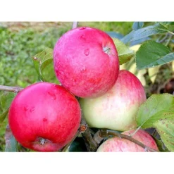 Æble 'Rød Ananas' Malus X 'Rød Ananas' Dværgtræ, 3-5 Grene, 6,7 Liter Potte, 80-100 Cm. 7 Æble 'Rød Ananas' Malus X 'Rød Ananas' Dværgtræ, 3-5 Grene, 6,7 Liter Potte, 80-100 Cm. -Osmosite Butik mi5065 malus domestica roed ananas 2a7b