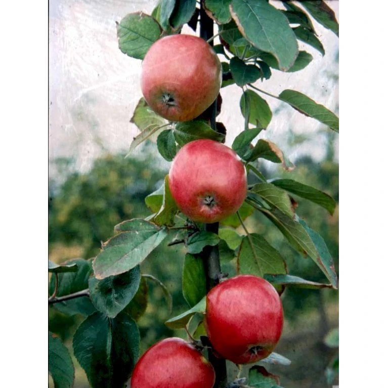 Æble 'Rød Ananas' Malus X 'Rød Ananas' Dværgtræ, 3-5 Grene, 6,7 Liter Potte, 80-100 Cm. 3 Æble 'Rød Ananas' Malus X 'Rød Ananas' Dværgtræ, 3-5 Grene, 6,7 Liter Potte, 80-100 Cm. - Billede 3