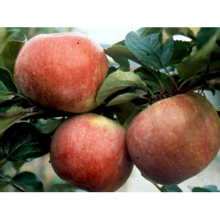 Æble 'Rød Aroma' Malus X 'Rød Aroma' 4-8 Grene. 120-160 Cm. Potte, (M7) 3 Æble 'Rød Aroma' Malus X 'Rød Aroma' 4-8 Grene. 120-160 Cm. Potte, (M7) - Billede 3