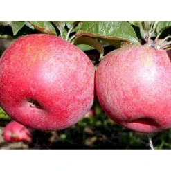 Æble 'Rød Aroma' Malus X 'Rød Aroma' 4-8 Grene. 120-160 Cm. Potte, (M7) 9 Æble 'Rød Aroma' Malus X 'Rød Aroma' 4-8 Grene. 120-160 Cm. Potte, (M7) -Osmosite Butik mi5066 malus domestica roed aroma fa34