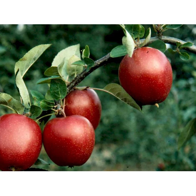 Æble 'Summerred' Malus X 'Summerred' Heister 175-200 Cm. Med Potte 1 Æble 'Summerred' Malus X 'Summerred' Heister 175-200 Cm. Med Potte