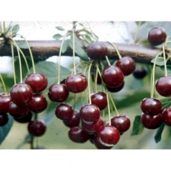 Stevnsbær (kirsebær, Sure) - Selvbestøvende Prunus X Stevnsbær- Selvbestøvende 4-8 Grene, 130-170 Cm. 10 Liter Potte (Colt)