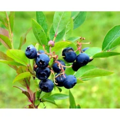 Storfrugtet Blåbær 'Reka' Vaccinium Corymbosum 'Reka' Potte 2,5 Liter, - 25-30 Cm. -Osmosite Butik mi5241 vaccinium corymbosum reka 2da6