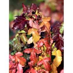 Ildløn Til Hæk Acer Ginnala 5 Liter Potte -Osmosite Butik mi64 acer ginnala eecb