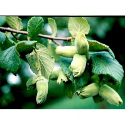 Storfrugtet Hassel 'Bolviller' Corylus Avellana 'Bolviller' 7,5 Liter Potte 5 Storfrugtet Hassel 'Bolviller' Corylus Avellana 'Bolviller' 7,5 Liter Potte -Osmosite Butik mi682 corylus avellana halle sche riesen 7f99