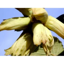 Storfrugtet Hassel 'Lamberts Filbert' Corylus Maxima 'Lamberts Filbert' 7,5 Liter Potte -Osmosite Butik mi685 corylus avellana lambert filbert 311d