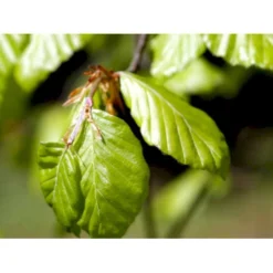Almindelig Bøg / Bøgehæk Fagus Sylvatica Barrods, - 3 års (1/2) 120-150 Cm. Kraftig Hækkvalitet. 15 Almindelig Bøg / Bøgehæk Fagus Sylvatica Barrods, - 3 års (1/2) 120-150 Cm. Kraftig Hækkvalitet. -Osmosite Butik mi937 fagus sylvatica 0088 1