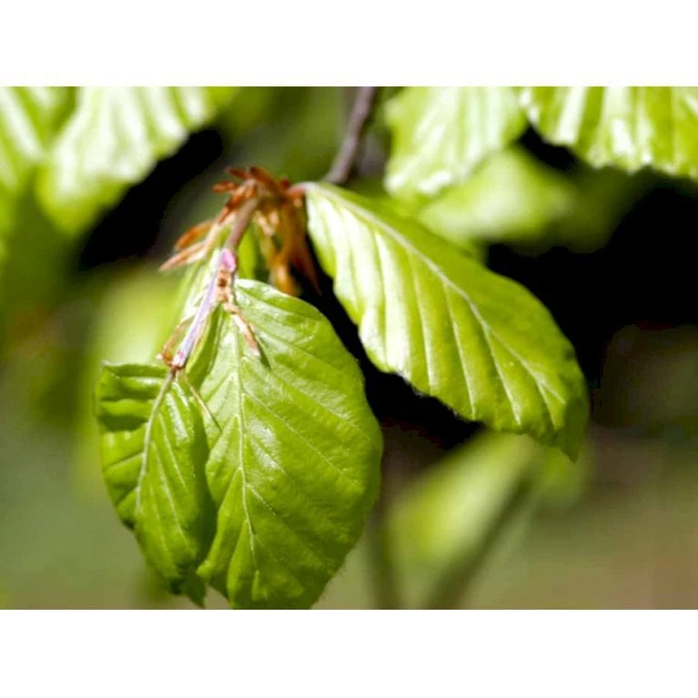 Almindelig Bøg / Bøgehæk Fagus Sylvatica Barrods, Omplantet 3 års 100-120 Cm. 9 Almindelig Bøg / Bøgehæk Fagus Sylvatica Barrods, Omplantet 3 års 100-120 Cm. - Billede 9
