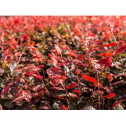 Rødbøg Til Hæk Fagus Sylvatica Purpurea Barrods,- 3 års (3/0) 80-120 Cm.