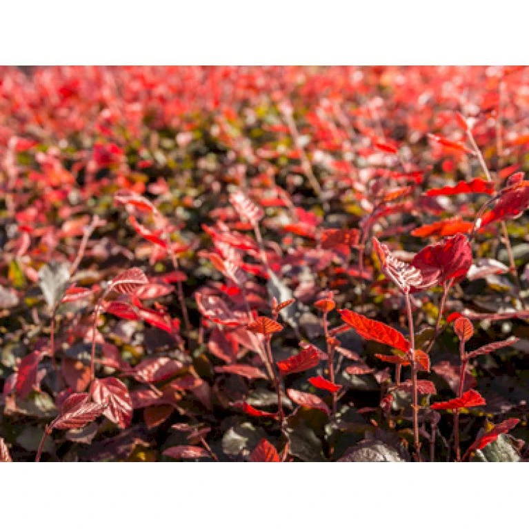 Rødbøg Til Hæk Fagus Sylvatica Purpurea Barrods,- 3 års (3/0) 80-120 Cm. 1 Rødbøg Til Hæk Fagus Sylvatica Purpurea Barrods,- 3 års (3/0) 80-120 Cm.