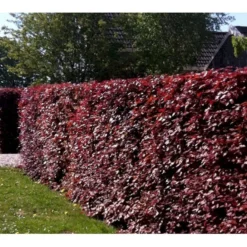 Rødbøg Til Hæk Fagus Sylvatica Purpurea Barrods,- 3 års (3/0) 80-120 Cm. 6 Rødbøg Til Hæk Fagus Sylvatica Purpurea Barrods,- 3 års (3/0) 80-120 Cm. -Osmosite Butik mi939 fagus sylvatica purpurea 996f