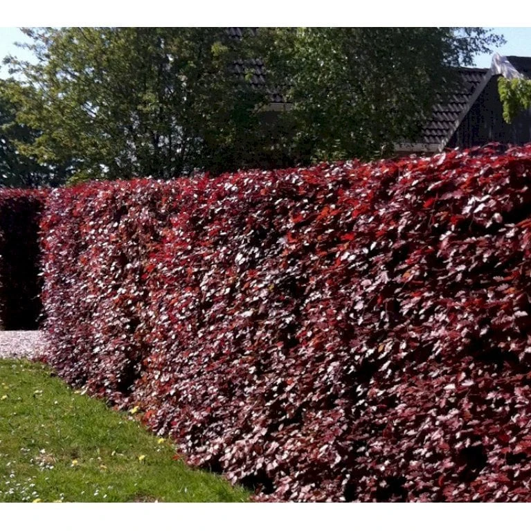 Rødbøg Til Hæk Fagus Sylvatica Purpurea Barrods,- 3 års (3/0) 80-120 Cm. 3 Rødbøg Til Hæk Fagus Sylvatica Purpurea Barrods,- 3 års (3/0) 80-120 Cm. - Billede 3
