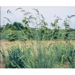 Alpehavre Helictotrichon Sempervirens 1 Liter Potte