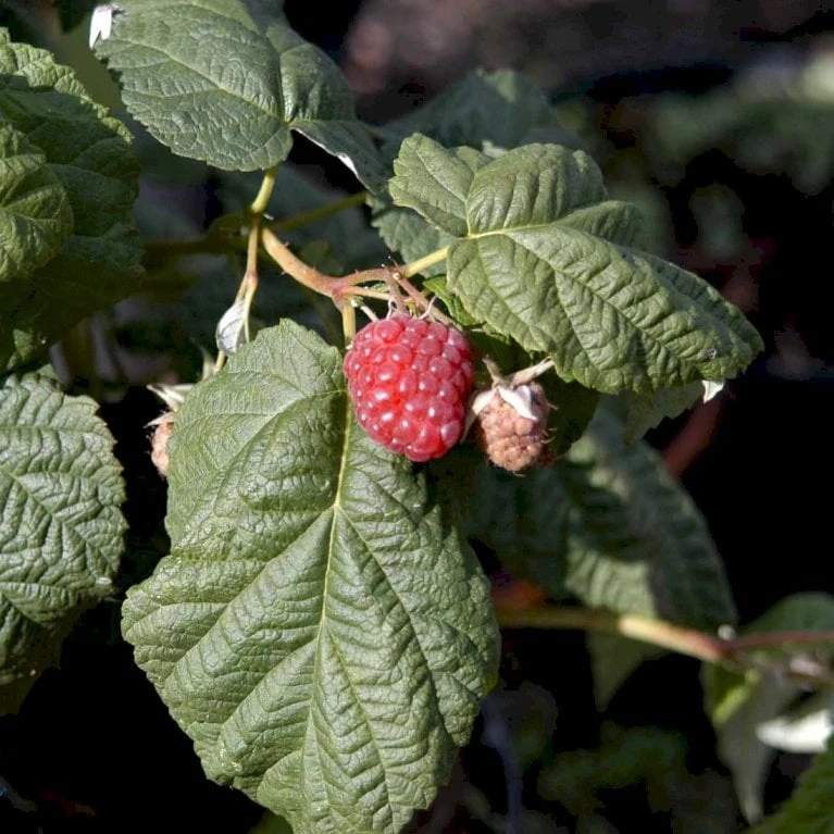 Efterårs Hindbær 'Autumn Bliss'® Rubus Idaeus 'Autumn Bliss'® Barrods,- 8-10 Mm. Rodhals. 3 Efterårs Hindbær 'Autumn Bliss'® Rubus Idaeus 'Autumn Bliss'® Barrods,- 8-10 Mm. Rodhals. - Billede 3