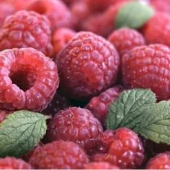 Efterårs Hindbær 'Autumn Bliss'® Rubus Idaeus 'Autumn Bliss'® Barrods,- 8-10 Mm. Rodhals. 11 Efterårs Hindbær 'Autumn Bliss'® Rubus Idaeus 'Autumn Bliss'® Barrods,- 8-10 Mm. Rodhals. -Osmosite Butik p1048 48838 rubus idaeus autumn bliss 09ae