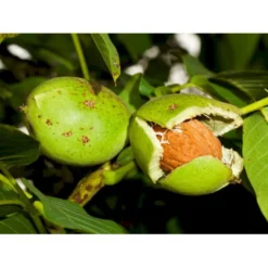 Almindelig Valnød Juglans Regia Heister 200-250 Cm. Med Potte -Osmosite Butik p1165 8159 juglans regia 144b