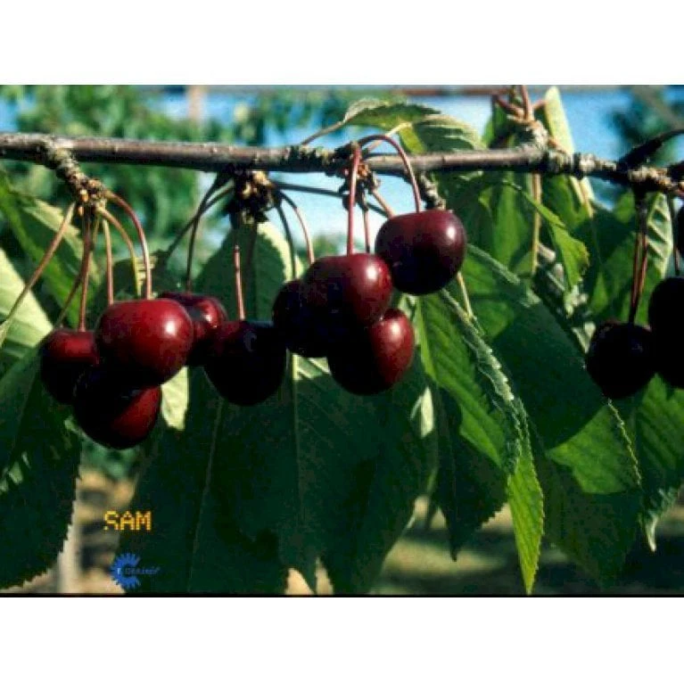 Sød Kirsebær 'Sam' - Kræver Bestøver Prunus X 'Sam' - Kræver Bestøver 4-8 Grene, 150-200 Cm. 10 Liter Potte (P.avi) 1 Sød Kirsebær 'Sam' - Kræver Bestøver Prunus X 'Sam' - Kræver Bestøver 4-8 Grene, 150-200 Cm. 10 Liter Potte (P.avi)