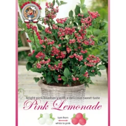 Lyserød Blåbær 'Pink Lemonade' Vaccinium Ashei 'Pink Lemonade' Potte 3,0 Liter,- Opbundet