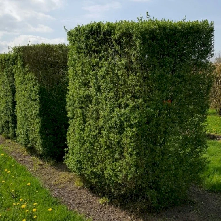 Storbladet Liguster Ligustrum Ovalifolium Med Klump,- 150-175 Cm. 1 Storbladet Liguster Ligustrum Ovalifolium Med Klump,- 150-175 Cm.