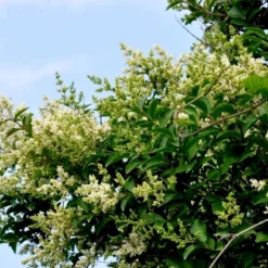 Storbladet Liguster Ligustrum Ovalifolium Med Klump,- 200-225 Cm. -Osmosite Butik p1233 54071 ligustrum ovalifolium 5dee 2