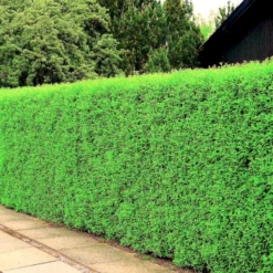 Liguster 'Atrovirens Select' Ligustrum Vulgare 'Atrovirens Select' Potte 4,0 Liter,- 50-60 Cm. -Osmosite Butik p1237 54072 ligustrum vulgare atrovirens select 63a9 1