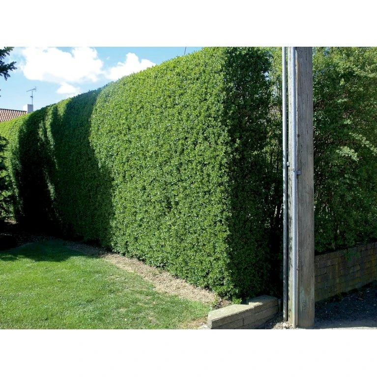 Liguster / Ligusterhæk 'Liga' Ligustrum Vulgare 'Liga' Barrods, -3 års (0/1/2) 100-125 Cm. Kraftig Hæk Kvalitet. 2 Liguster / Ligusterhæk 'Liga' Ligustrum Vulgare 'Liga' Barrods, -3 års (0/1/2) 100-125 Cm. Kraftig Hæk Kvalitet. - Billede 2