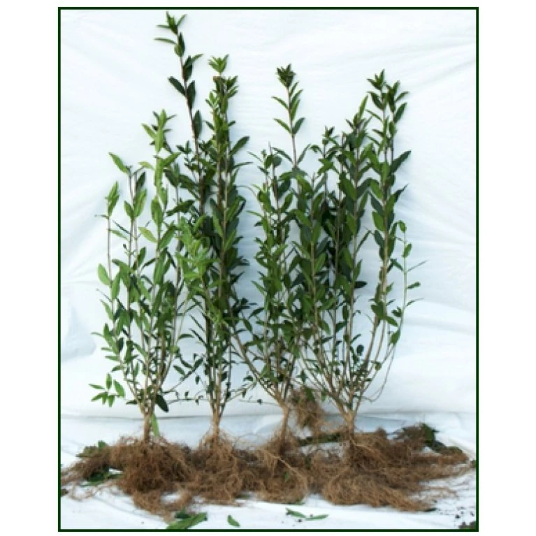 Liguster / Ligusterhæk 'Liga' Ligustrum Vulgare 'Liga' Barrods, -3 års (0/1/2) 100-125 Cm. Kraftig Hæk Kvalitet. 1 Liguster / Ligusterhæk 'Liga' Ligustrum Vulgare 'Liga' Barrods, -3 års (0/1/2) 100-125 Cm. Kraftig Hæk Kvalitet.