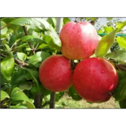 Æble 'Collina' Malus X 'Collina' 4-8 Grene. 120-160 Cm. Potte, (M7) 5 Æble 'Collina' Malus X 'Collina' 4-8 Grene. 120-160 Cm. Potte, (M7) -Osmosite Butik p12815 7533 malus x collina 866e