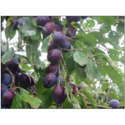 Blomme 'Hanita' Prunus Domestica 'Hanita' 4-8 Grene, 130-170 Cm. 10 Liter Potte. (S.J.A.)