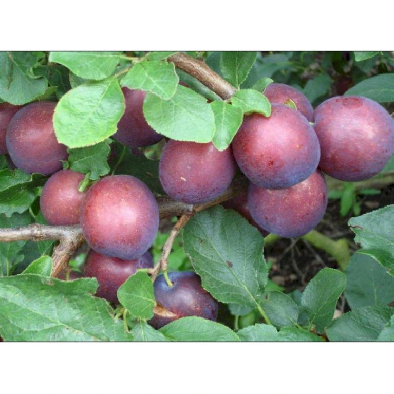 Blomme 'Ive' Prunus Domestica 'Ive' 4-8 Grene, 130-170 Cm. 10 Liter Potte. (S.J.A.) 1 Blomme 'Ive' Prunus Domestica 'Ive' 4-8 Grene, 130-170 Cm. 10 Liter Potte. (S.J.A.)