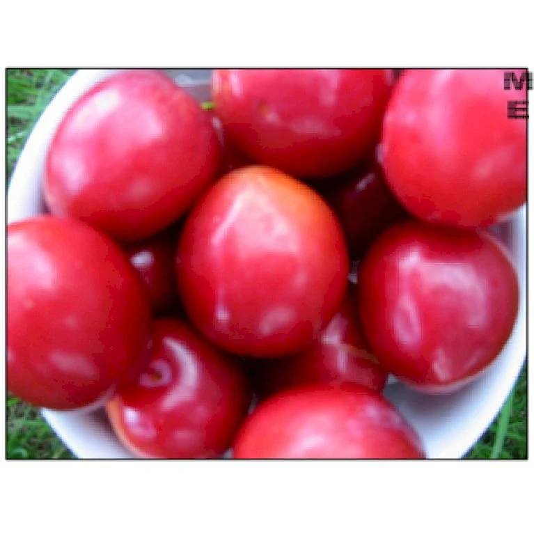 Mirabel 'Komet' Prunus Cerasifera 'Komet' 4-8 Grene, Potte 10 Liter, 140-180 Cm. (P.CER) 1 Mirabel 'Komet' Prunus Cerasifera 'Komet' 4-8 Grene, Potte 10 Liter, 140-180 Cm. (P.CER)