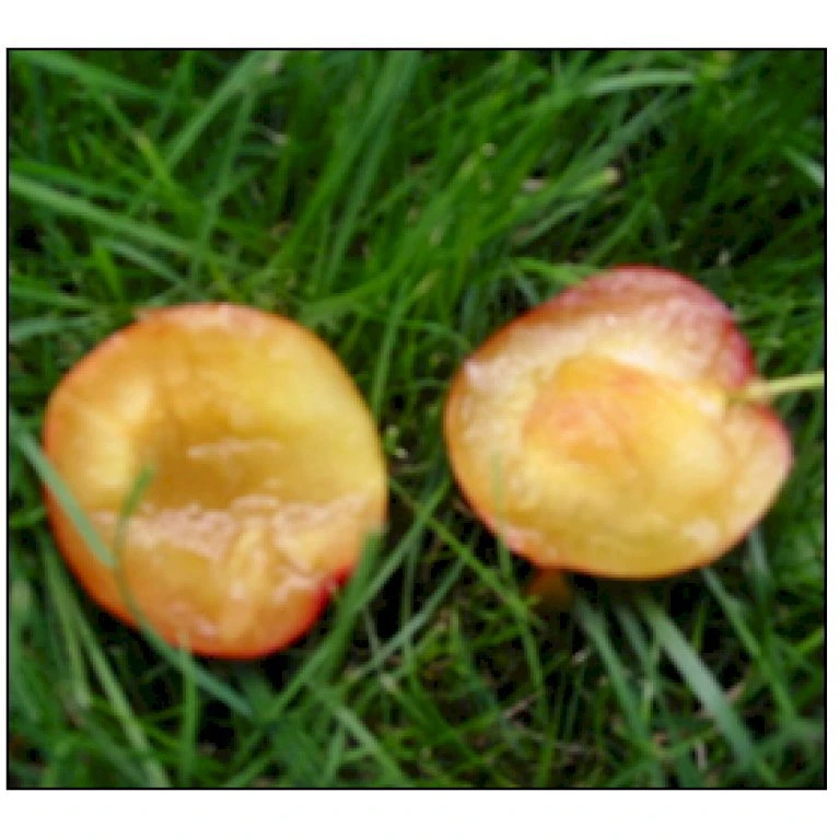 Mirabel 'Komet' Prunus Cerasifera 'Komet' 4-8 Grene, Potte 10 Liter, 140-180 Cm. (P.CER) 2 Mirabel 'Komet' Prunus Cerasifera 'Komet' 4-8 Grene, Potte 10 Liter, 140-180 Cm. (P.CER) - Billede 2