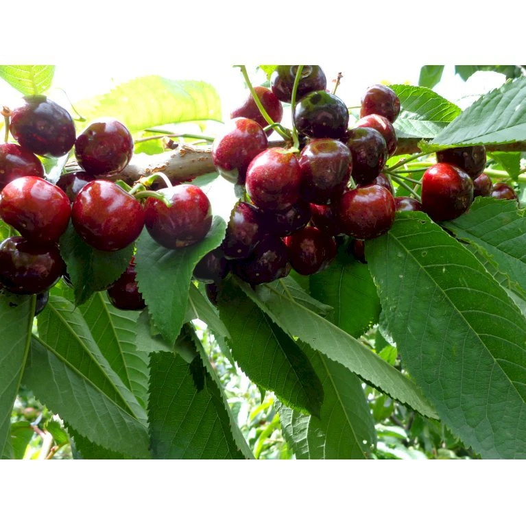 Sød Kirsebær 'Skeena' - Selvbestøvende Prunus X 'Skeena' - Selvbestøvende Dværgtræ, 3-5 Grene, 6,7 Liter Potte, 80-100 Cm. 1 Sød Kirsebær 'Skeena' - Selvbestøvende Prunus X 'Skeena' - Selvbestøvende Dværgtræ, 3-5 Grene, 6,7 Liter Potte, 80-100 Cm.