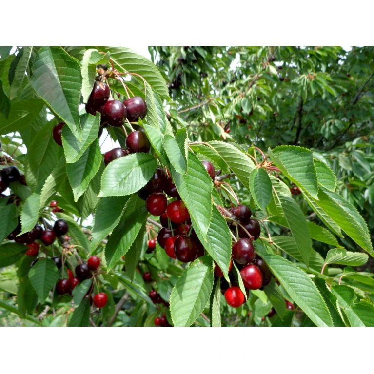 Sød Kirsebær 'Skeena' - Selvbestøvende Prunus X 'Skeena' - Selvbestøvende Dværgtræ, 3-5 Grene, 6,7 Liter Potte, 80-100 Cm. 3 Sød Kirsebær 'Skeena' - Selvbestøvende Prunus X 'Skeena' - Selvbestøvende Dværgtræ, 3-5 Grene, 6,7 Liter Potte, 80-100 Cm. - Billede 3