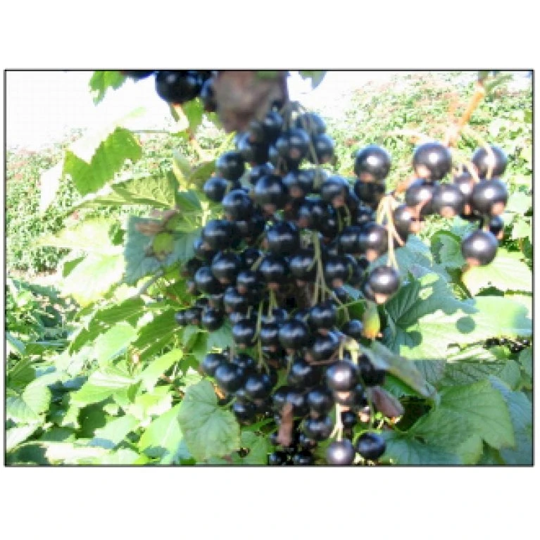 Solbær 'Ben Gairn' Ribes Nigrum 'Ben Gairn' 3,5 Liter Potte 1 Solbær 'Ben Gairn' Ribes Nigrum 'Ben Gairn' 3,5 Liter Potte