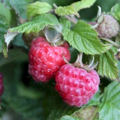 Sommer Hindbær 'Glen Ample'® Rubus Idaeus 'Glen Ample'® Barrods,- 8-10 Mm. Rodhals. -Osmosite Butik p12853 50663 rubus idaeus glen ample b029