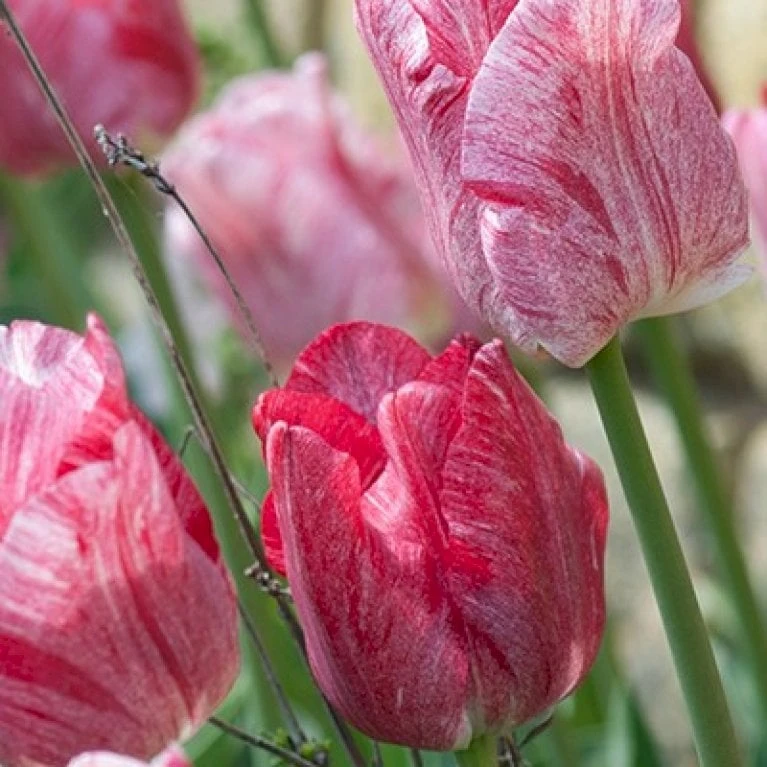 Tulipan 'Hemisphere' XXL Tulips 'Hemisphere' Blomsterløg, Antal Pr. Pakke, Ca. 15