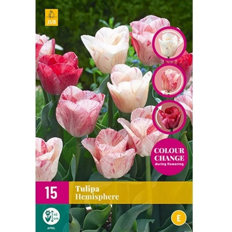 Tulipan 'Hemisphere' XXL Tulips 'Hemisphere' Blomsterløg, Antal Pr. Pakke, Ca. 15 2 Tulipan 'Hemisphere' XXL Tulips 'Hemisphere' Blomsterløg, Antal Pr. Pakke, Ca. 15 - Billede 2