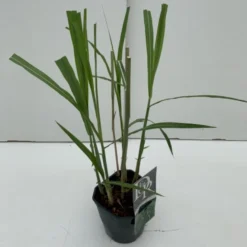 Stor Elefantgræs 'Giganteus' Miscanthus Sinensis 'Giganteus' Potte 2 Liter.