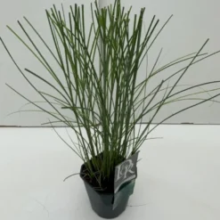 Smalbladet Elefantgræs 'Gracillimus' Miscanthus Sinensis 'Gracillimus' Potte 2 Liter.