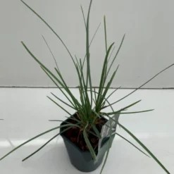 Grå Blåaks Sesleria Nitida Potte 2 Liter.