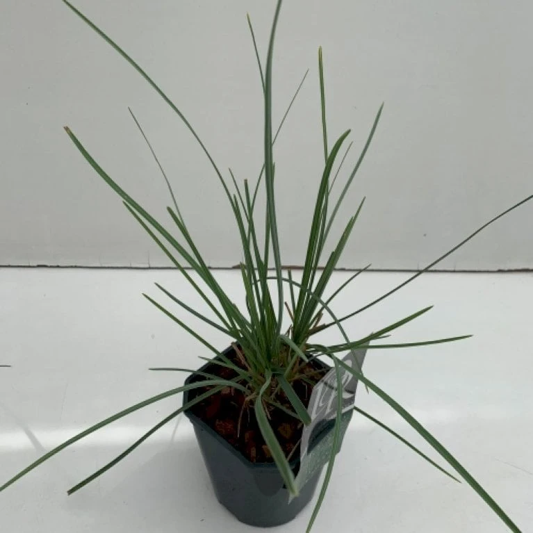 Grå Blåaks Sesleria Nitida Potte 2 Liter. 1 Grå Blåaks Sesleria Nitida Potte 2 Liter.