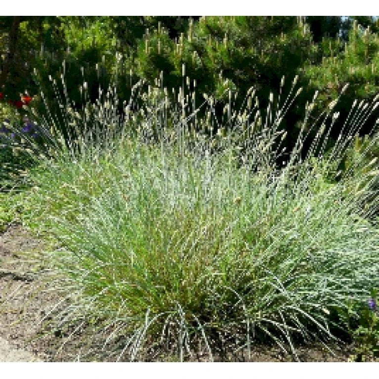 Grå Blåaks Sesleria Nitida Potte 2 Liter. 3 Grå Blåaks Sesleria Nitida Potte 2 Liter. - Billede 3