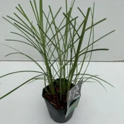 Lav Elefantgræs 'Kleine Silberspinne' Miscanthus Sinensis 'Kleine Silberspinne' Potte 2 Liter.