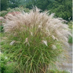 Lav Elefantgræs 'Kleine Silberspinne' Miscanthus Sinensis 'Kleine Silberspinne' Potte 2 Liter. 6 Lav Elefantgræs 'Kleine Silberspinne' Miscanthus Sinensis 'Kleine Silberspinne' Potte 2 Liter. -Osmosite Butik p1351 36701 miscanthus sinensis kleine silberspinne 73bd