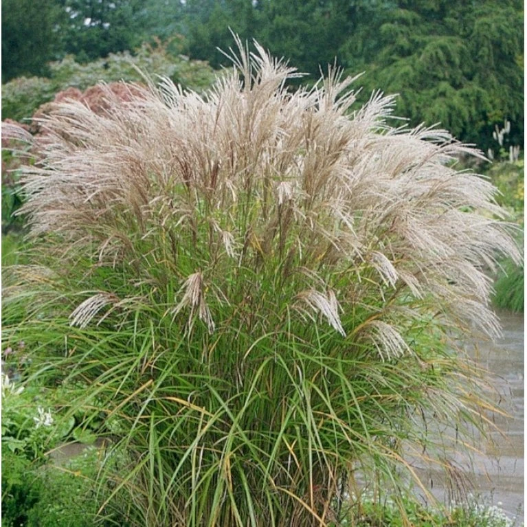Lav Elefantgræs 'Kleine Silberspinne' Miscanthus Sinensis 'Kleine Silberspinne' Potte 2 Liter. 3 Lav Elefantgræs 'Kleine Silberspinne' Miscanthus Sinensis 'Kleine Silberspinne' Potte 2 Liter. - Billede 3