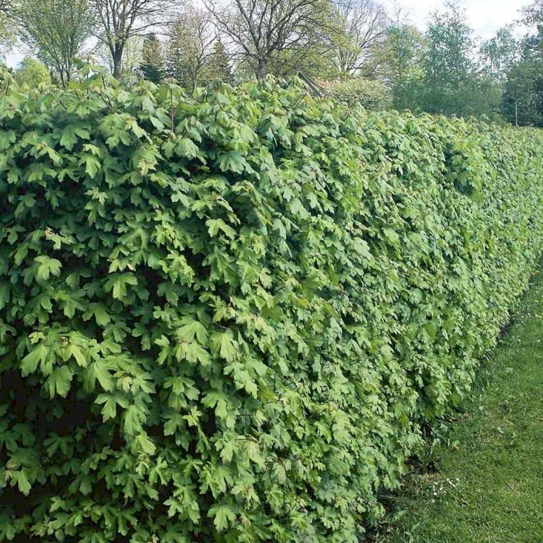 Naur Acer Campestre Solitær Busk 150-200 Cm. Høj,- 60-100 Cm. Bred. 1 Naur Acer Campestre Solitær Busk 150-200 Cm. Høj,- 60-100 Cm. Bred.