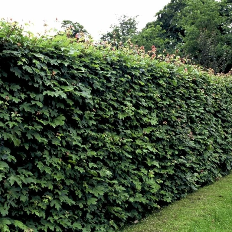 Naur Acer Campestre Solitær Busk 150-200 Cm. Høj,- 60-100 Cm. Bred. 3 Naur Acer Campestre Solitær Busk 150-200 Cm. Høj,- 60-100 Cm. Bred. - Billede 3