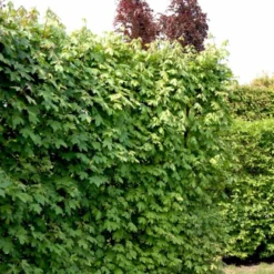 Naur Acer Campestre Solitær Busk 150-200 Cm. Høj,- 60-100 Cm. Bred. 13 Naur Acer Campestre Solitær Busk 150-200 Cm. Høj,- 60-100 Cm. Bred. -Osmosite Butik p13 54049 acer campestre cdc3